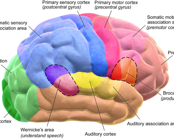 Brain_Motor Sensory_